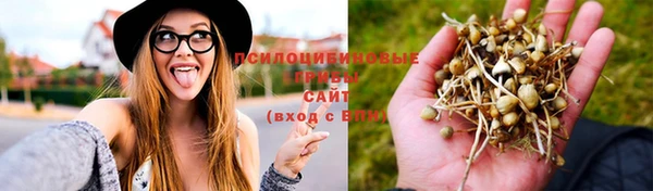 прущие грибы Вяземский